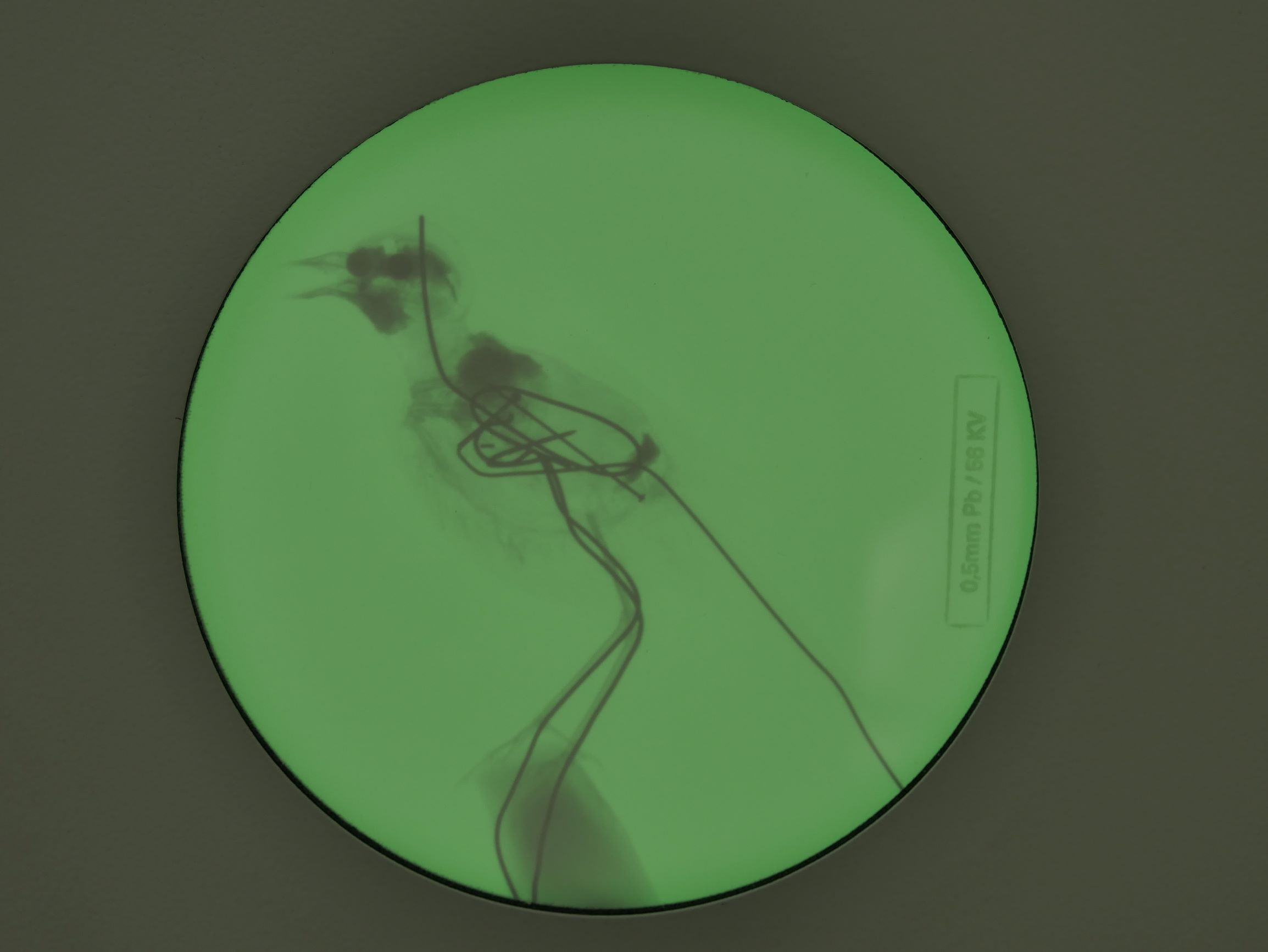 Röntgenbild eines ausgestopften Vogels